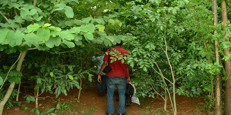 A 2-year old forest