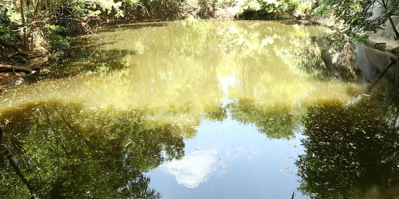 centenary pond-socialstory