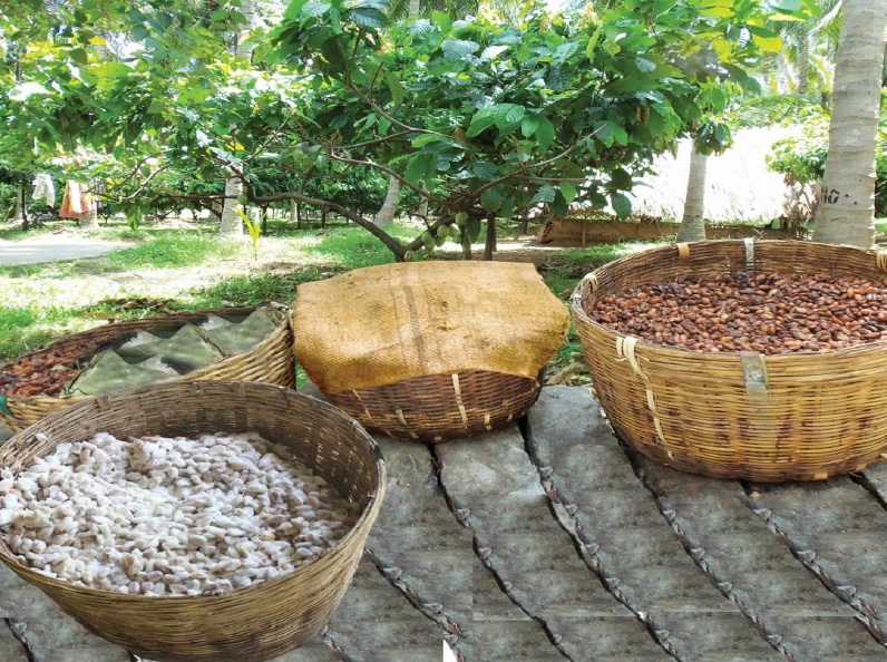 [Photo Story] The journey of chocolate from farm to factory
