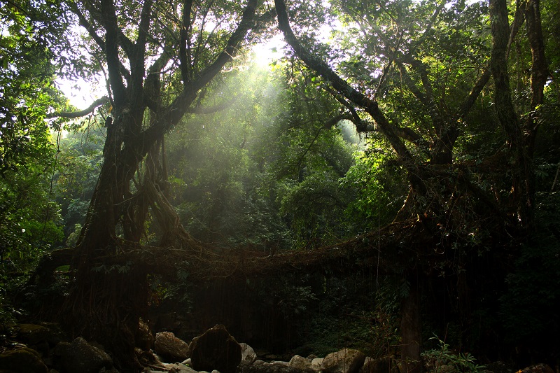 Living Root Bridge in Meghalaya (picture credit: Aaditya)
